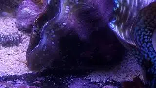 191210 some gobies (and a pipefish) in a reef aquarium