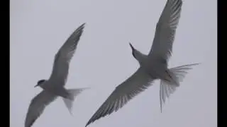 2014 Joy of Birding Hog Island Audubon Camp 2014 Medium