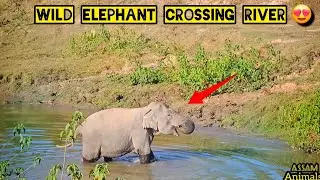 Wild Elephants Crossing River & Drinking Water 😍💚🐘