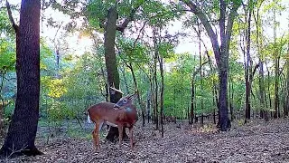 Florida Trail Camera Adventures 2023