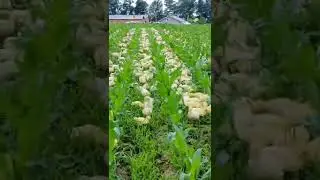 Super Weeding In Corn Field The Geese 😎 #satisfying #short