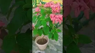 Mussaenda Flower Caring for Healthy Growth 🤗#youtubeshorts #plants #flowers