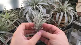 Tillandsia paleacea major 틸란시아 팔레아세아 메이저