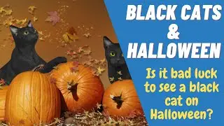 BLACK CATS & HALLOWEEN | Why Are Black Cats Associated With Halloween | Halloween Special