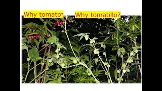 Why tomato 番茄 & tomatillo? Leaves are Poisonous 有毒?