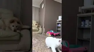 Giggle Galore #4: Best Animal Fails and Wins
