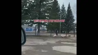 Truck Overturns & Pigs on the Road 🐖🚛 | Real Footage After Accident in Tomsk | Gerasimenko Street