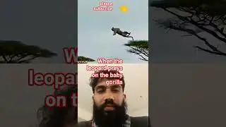 #animals #duet video#youtube short video#vairal for you#When the leopard preys on the baby gorilla