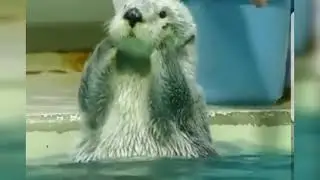 Sea otter dancing and clapping