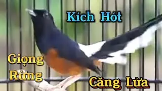 Chòe lửa hót giọng rừng hay đảo giọng liên tục , kích chim căng lửa, kích chim siêng hót