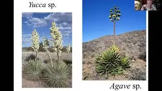 Desert Plants Adaptations