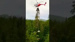 #tree #cutting #with #helicopter #skills #usa #uae #indonesia #amazon