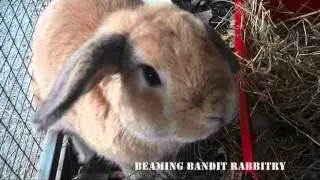 Rabbitry tour: 1 month old kits