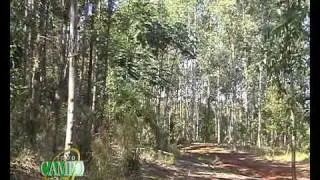 El Instituto Forestal Nacional busca potenciar el sector forestal.