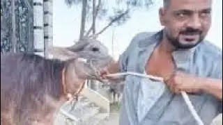 كدا التاجر ده يستحق يتقال عليه شيخ بندر تجار سلالات الجاموس المنوفي واللي عنده من ده يطلعه