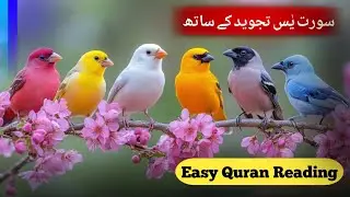 Surah Yaseen Lesson 2 | Tajweed, Makharij & Beautiful Recitation | قرآن سیکھیں دل سے