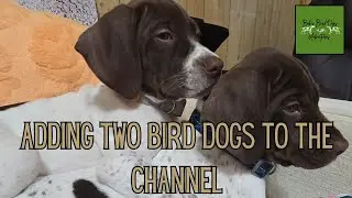 Adding Two Braque Francais Puppies to the Family