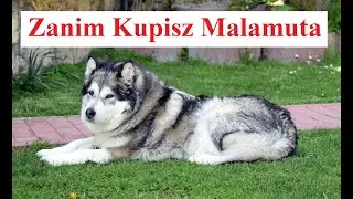 Zanim Kupisz MALAMUTA