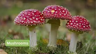 Kingdom Fungi Explained in Simple Words | Multicellular & Unicellular Fungi | Class 9 Biology
