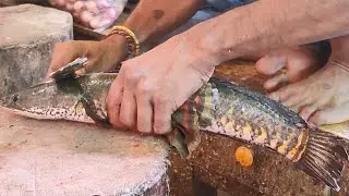 Amazing Sola Fish Cleaning & Cutting In Fish Market | Snakehead Fish Cutting Skills