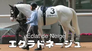 【白毛】エクラドネージュ2戦目現地映像