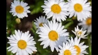 Shasta daisies of our backyard