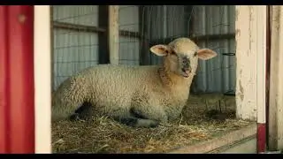 FarmStraw: Product Video (Short)