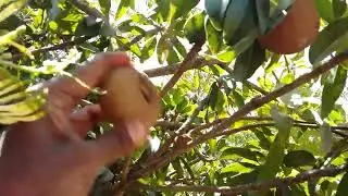 Farm Fresh Sapota Fruits #sapotasale
