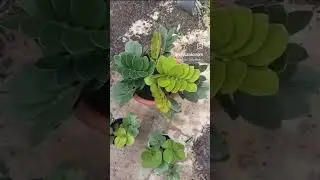 ZamiaMawar #zamia #mawar #rose #mutasi #mutation #langka #collector #rare #koleksi #philocasiagarden