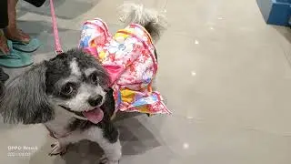 Podle Shih Tzu Dog |  Cheche | Santa Maria Nell TV