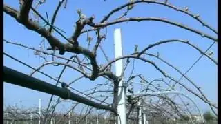 Actinidia: varietà e forme di allevamento. La potatura della pergoletta