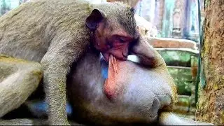 Oh no baby ! Do not bite this ! What Jack doing on sweetpear ? What happen with sweetpear