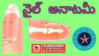 #NAIL ANATOMY # in telugu by STARSCIENCE ROBINSON