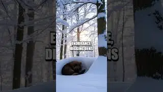 Frosty Wilderness: Human vs. Wolverine Survival