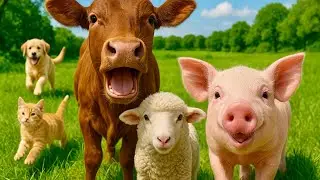 Funny Sounds from Farm Animals: Puppy, Cat, Goat, Alpaca, Rabbit, Chicken & More