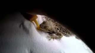 Rescue beardie eating