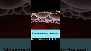 Fertilization of sperm with egg #sperm #shorts #ovum #health #facts #education