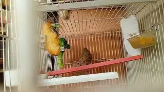Pareja sin celo. El macho el año pasado era bueno, pero este año 