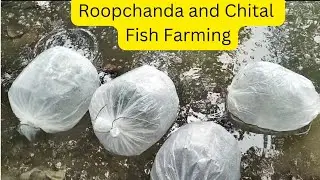 Roopchanda Fish Farming| रूपचंदा मछली पालन| Chital Fish Farming| चीतल मछली पालन | High Value Species
