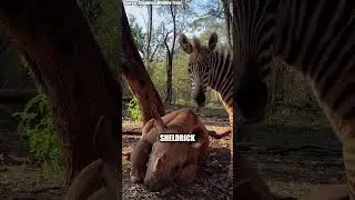 Zebra and Rhino Become Best Friends!