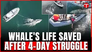 Severely entangled whale freed from fishing ropes after four-day rescue in Canada