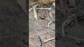 Millipede vs Pill Millipede #millipedes