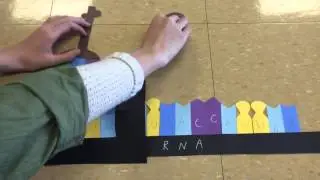 Protein Synthesis Project