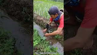 mudahnya mancing belut sawah