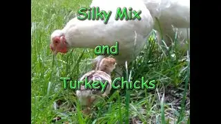 Silky Hens Raise a Turkey Chick