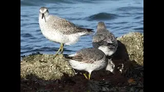 Kanoet bij de Brouwersdam - Red Knot