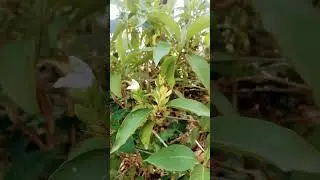 adhatoda vasica