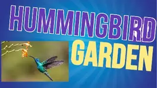 Hummingbird Garden Tour 2023 Zone 7a