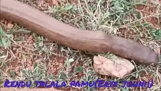Rendu Talala Pamu(Eryx Johnii) #snake #snakevideo