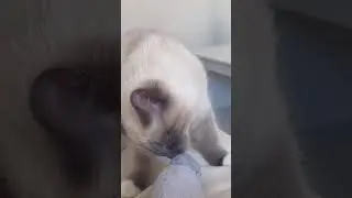 Funny CAT Moments 😂😂 episode 3100 #funnycats #cats #funnyanimals #petsofinstagram